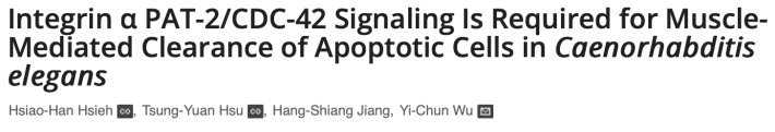 Integrin alpha PAT-2/CDC-42 Signaling Is Required for Muscle-Mediated Clearance of Apoptotic Cells in Caenorhabditis elegans