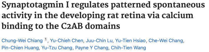 Synaptotagmin I Regulates Patterned Spontaneous Activity in the Developing Rat Retina via Calcium Binding to the C2AB Domains