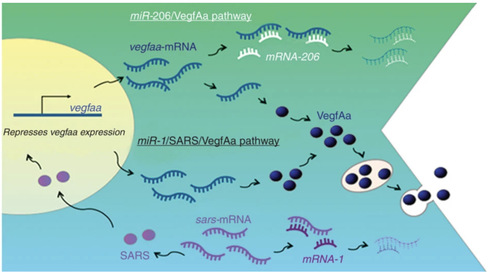 miR-1 and miR-206 target different genes to have opposing roles during angiogenesis in zebrafish embryos