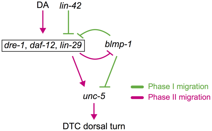 BLMP-1/Blimp-1 regulates the spatiotemporal cell migration pattern in C. elegans