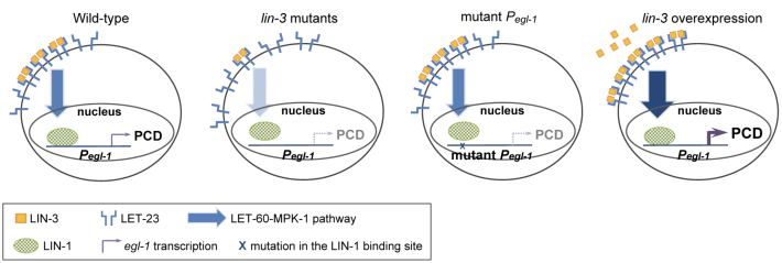 LIN-3/EGF promotes the programmed cell death of specific cells in Caenorhabditis elegans by transcriptional activation of the pro-apoptotic gene egl-1