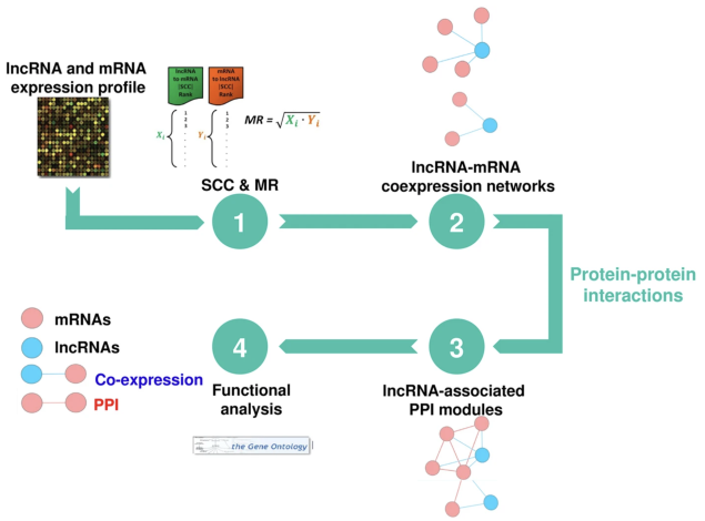 Identification of lncRNA functions in lung cancer based on associated protein-protein interaction modules