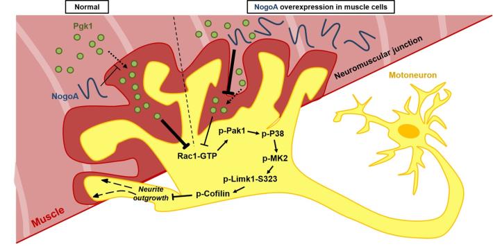 Extracellular Pgk1 enhances neurite outgrowth of motoneurons through Nogo66/NgR-independent targeting of NogoA