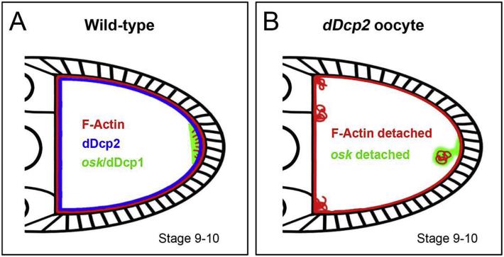 Drosophila decapping protein 2 modulates the formation of cortical F-actin for germ plasm assembly