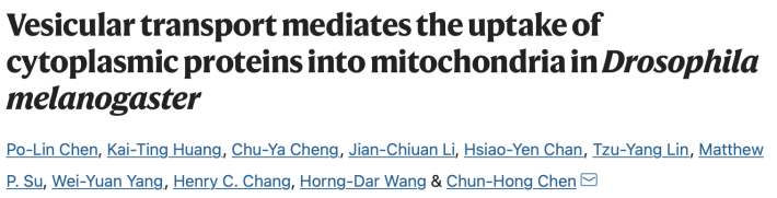 Vesicular transport mediates the uptake of cytoplasmic proteins into mitochondria in Drosophila melanogaster