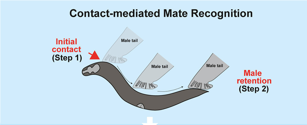 Body stiffness is a mechanical property that facilitates contact-mediated mate recognition in Caenorhabditis elegans