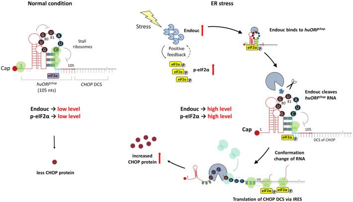 Poly(U)-specific endoribonuclease ENDOU promotes translation of human CHOP mRNA by releasing uORF element mediated inhibition