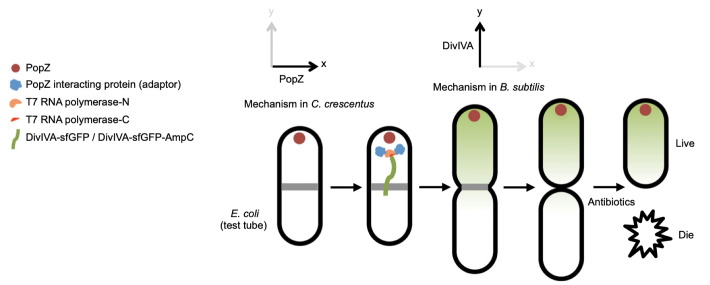 Construction of intracellular asymmetry and asymmetric division in Escherichia coli