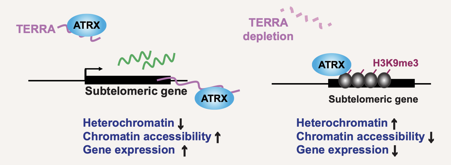 TERRA regulates DNA G-quadruplex formation and ATRX recruitment to chromatin