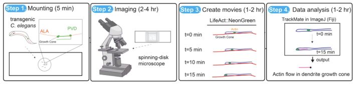 Live-cell imaging of PVD dendritic growth cone in post-embryonic C. elegans