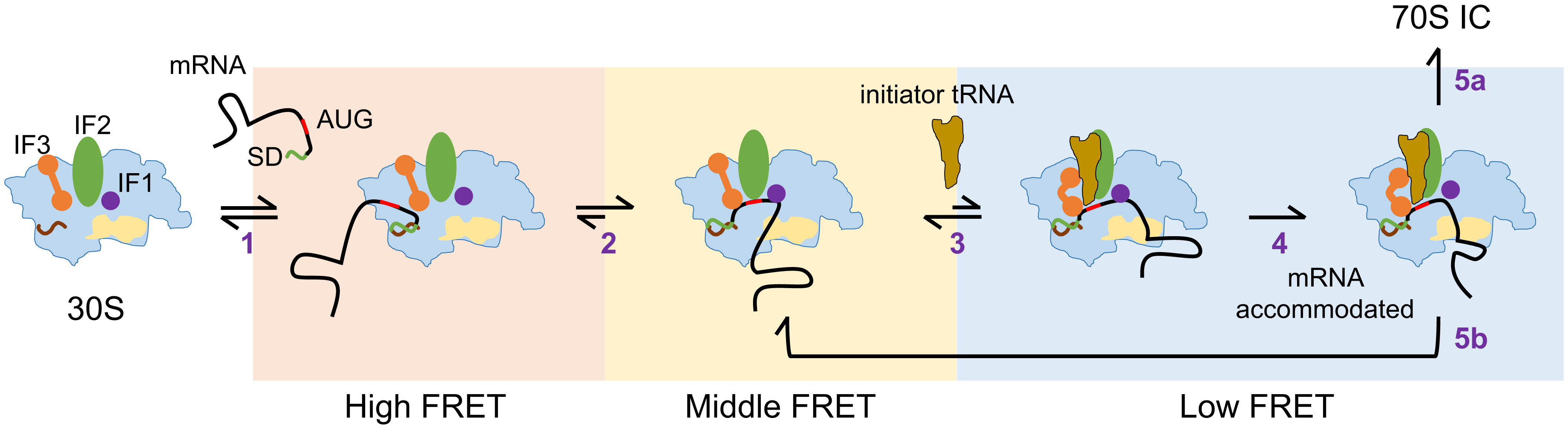 Translation initiation site of mRNA is selected through dynamic interaction with the ribosome