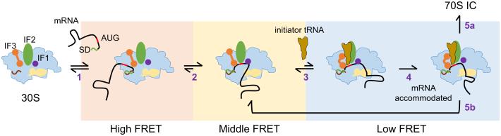 Translation initiation site of mRNA is selected through dynamic interaction with the ribosome