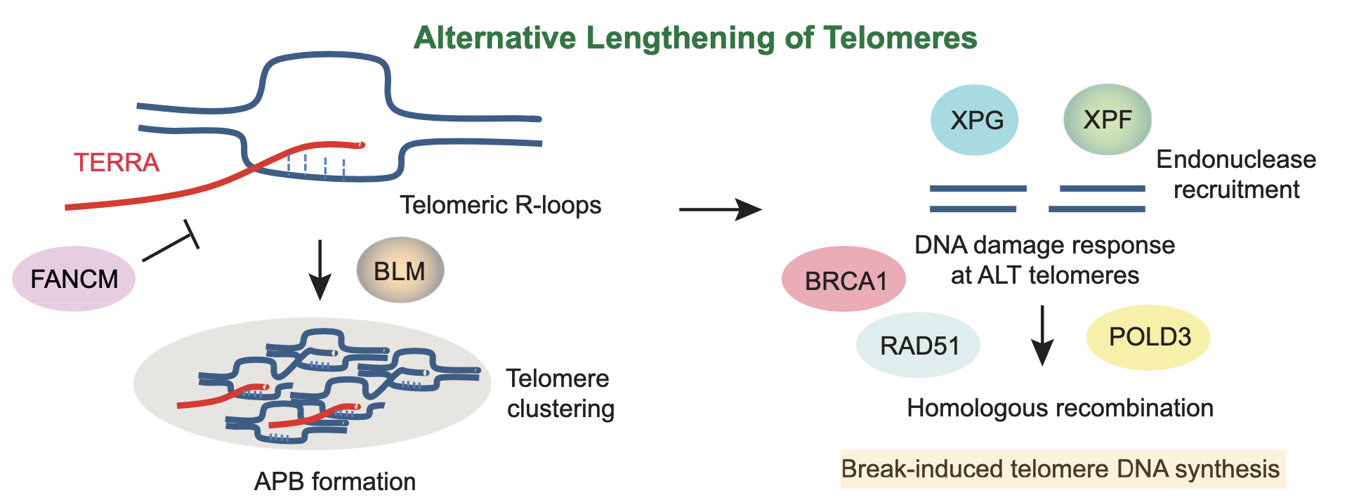 XPF activates break-induced telomere synthesis
