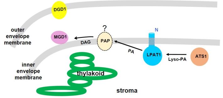 Plastid LPAT1 is an integral inner envelope membrane protein with the acyltransferase domain located in the stroma