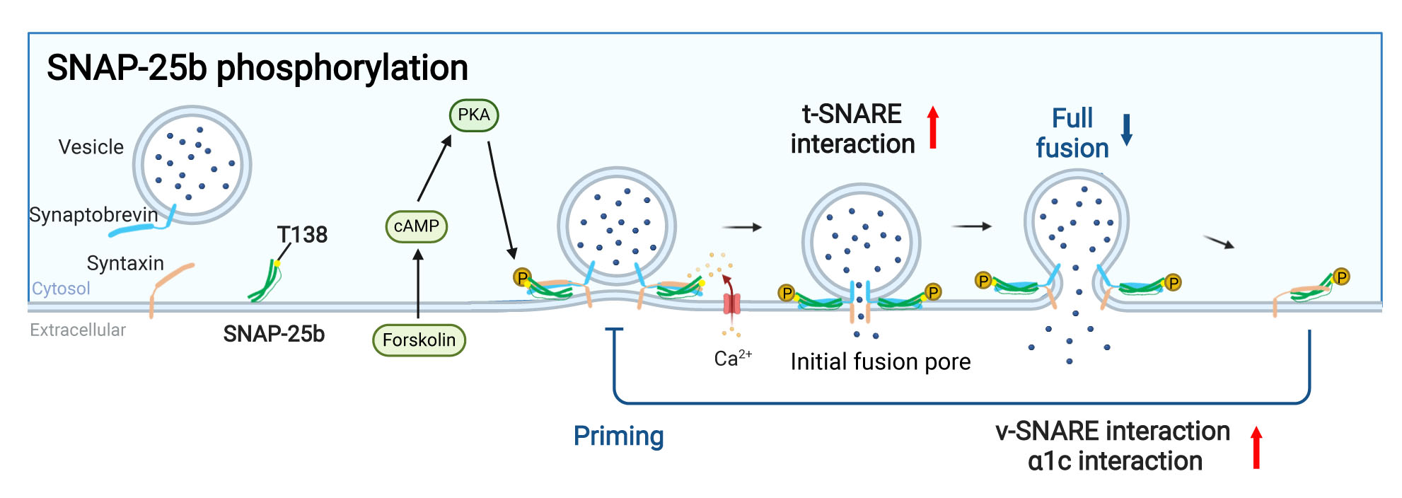 Deficiency of PKA-mediated SNAP-25b phosphorylation destabilizes exocytotic fusion pores and reduces the interactions of t-SNAREs