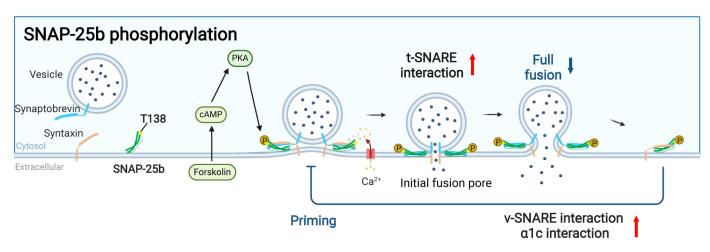 Deficiency of PKA-mediated SNAP-25b phosphorylation destabilizes exocytotic fusion pores and reduces the interactions of t-SNAREs