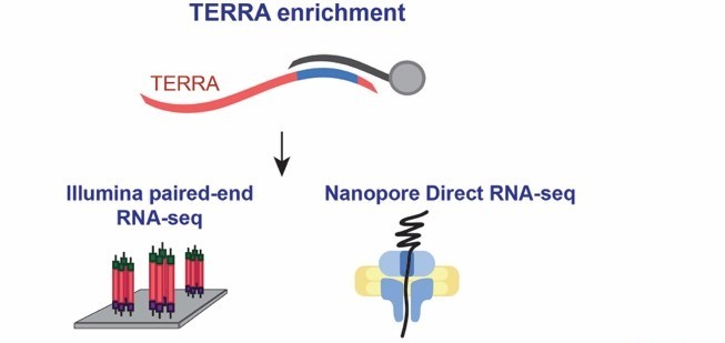 Telomeric repeat-containing RNA increases in aged human cells